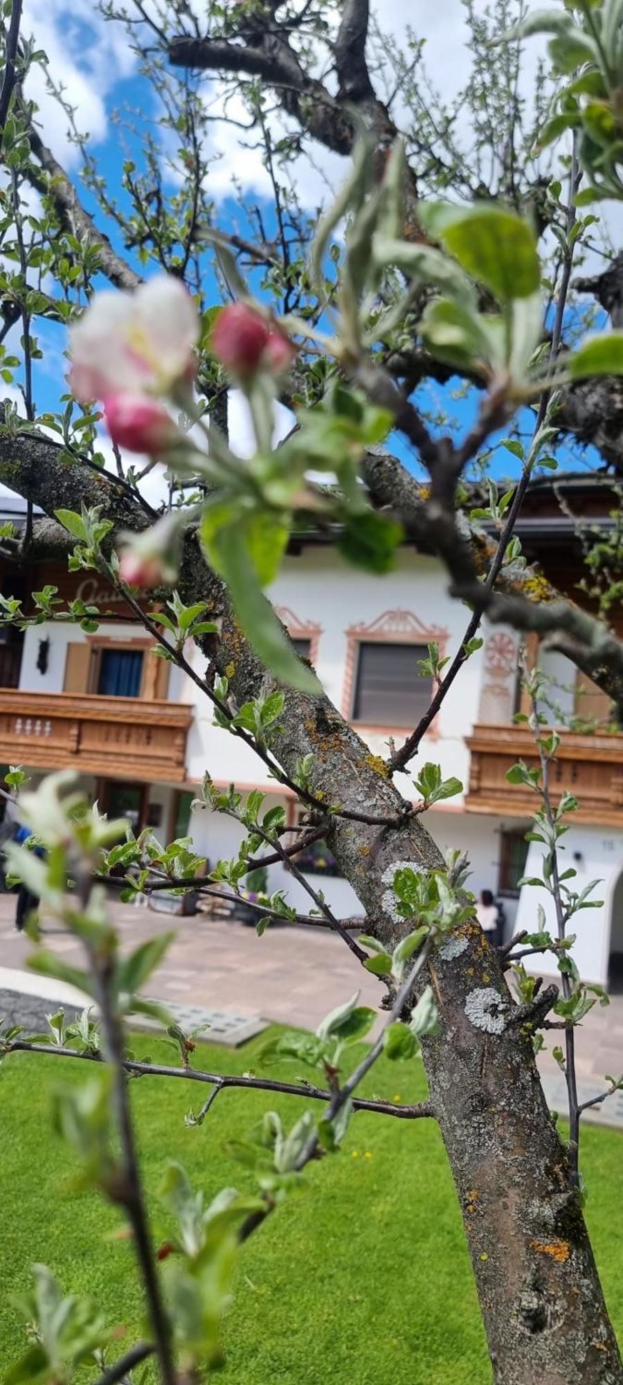B&B Ciauceia Selva di Val Gardena Extérieur photo